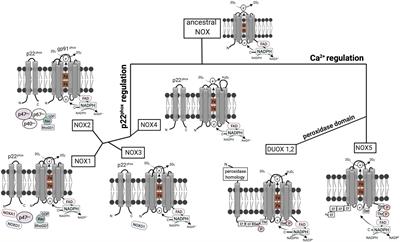 From Flies to Men: ROS and the NADPH Oxidase in Phagocytes